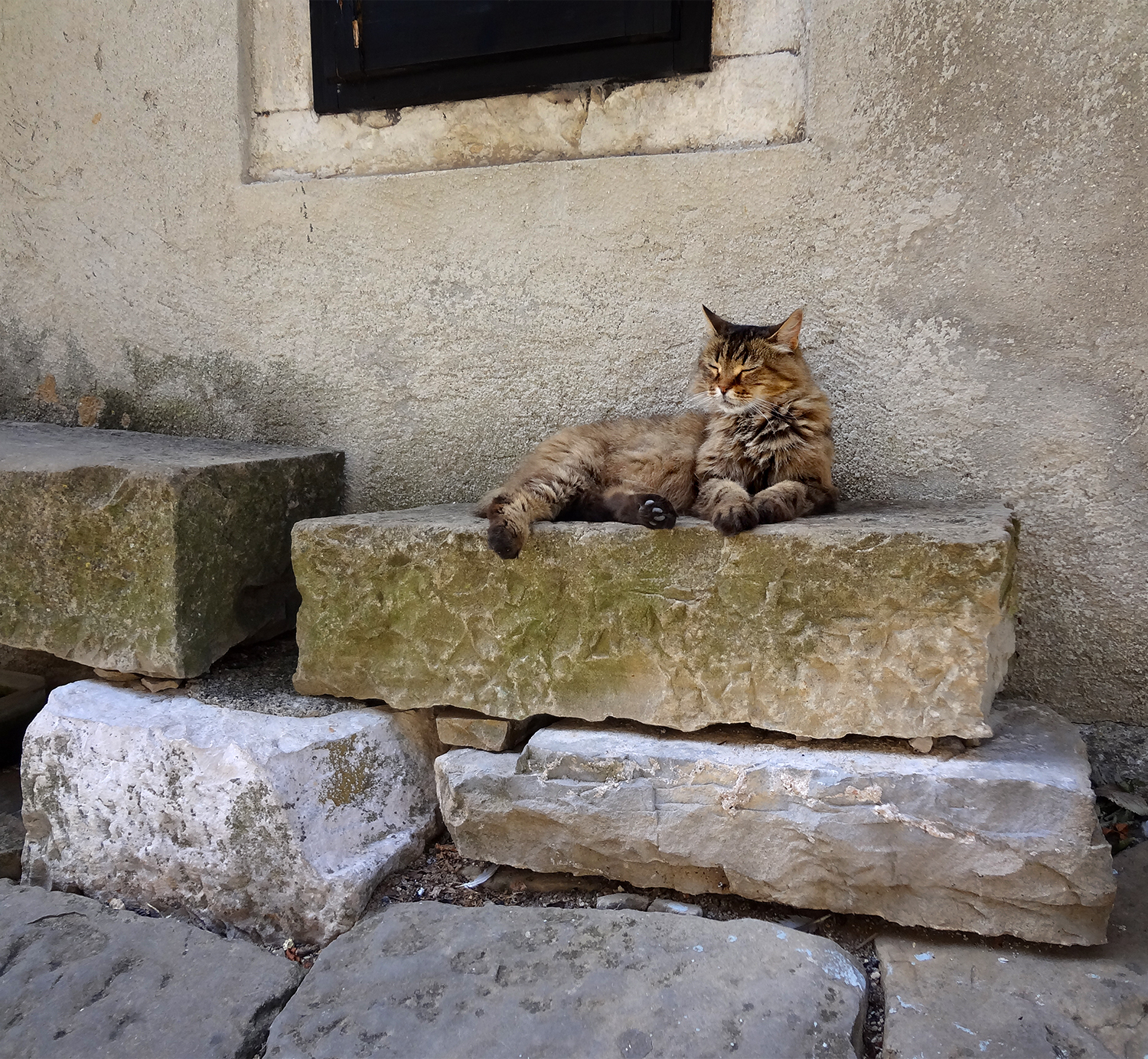 Кот.