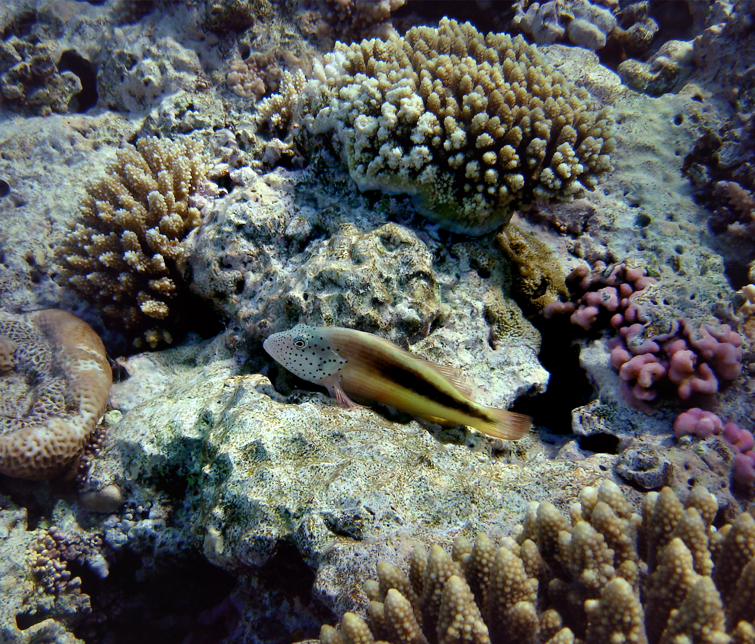 The coral reef of El Gouna, Red Sea, Egypt,.