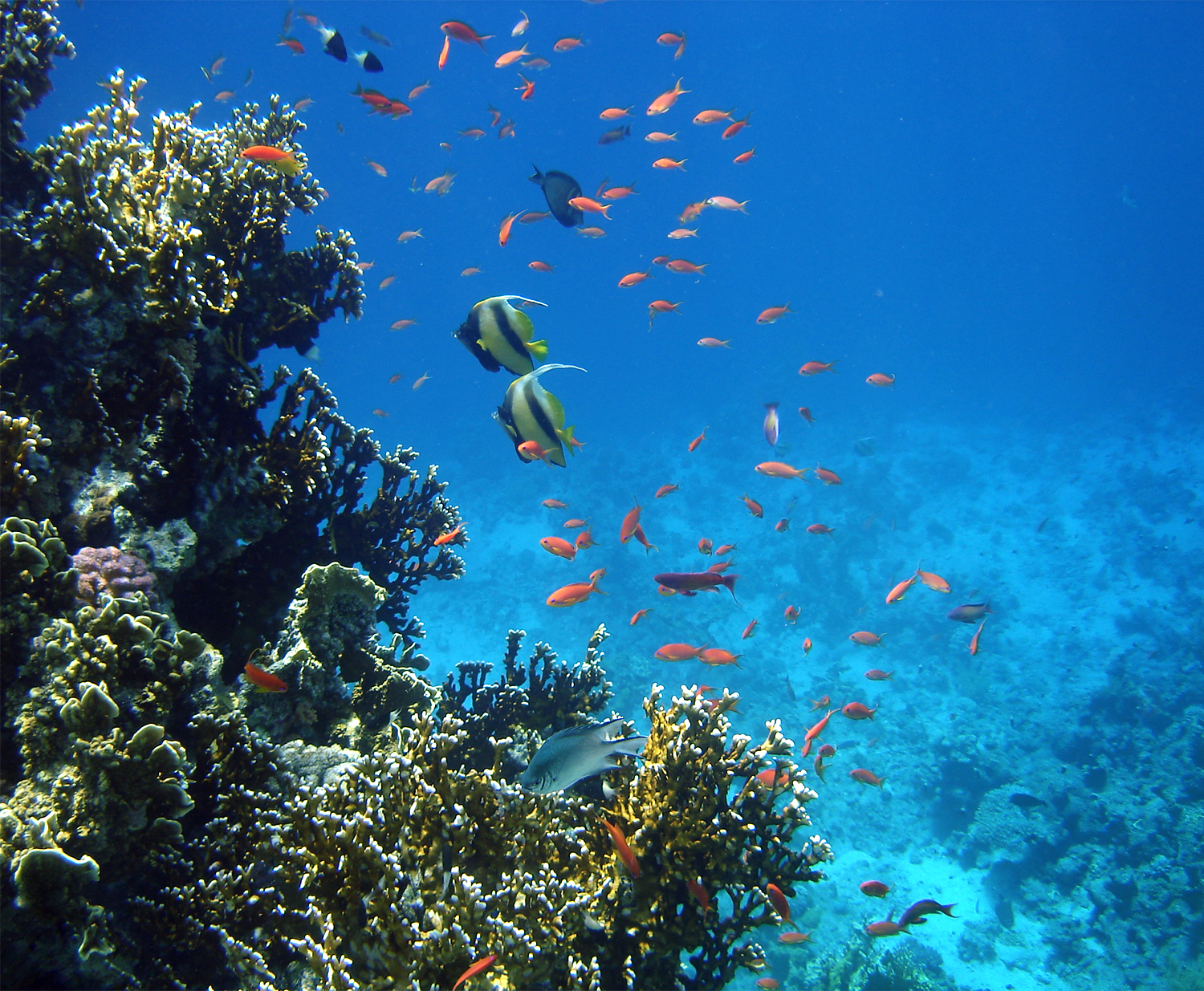 The coral reef of El Gouna, Red Sea, Egypt,.