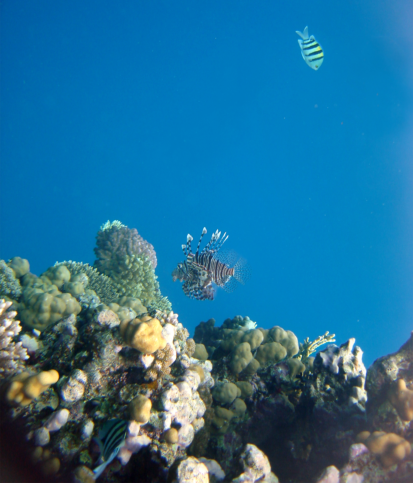 The coral reef of El Gouna, Red Sea, Egypt,.